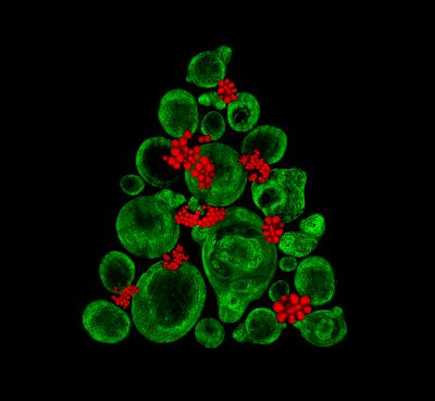 stem cell christmas tree